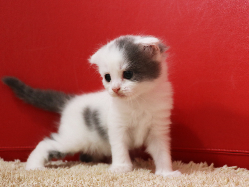 スコティッシュフォールドの子猫画像