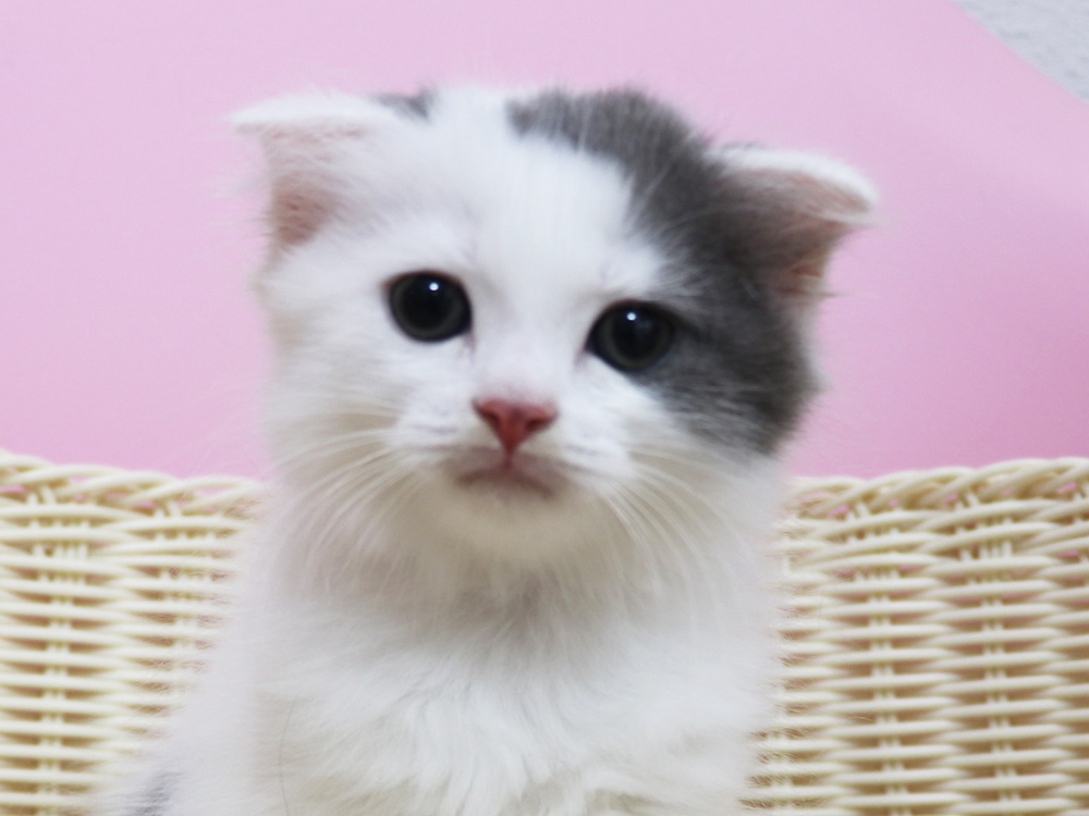 スコティッシュフォールドの子猫画像