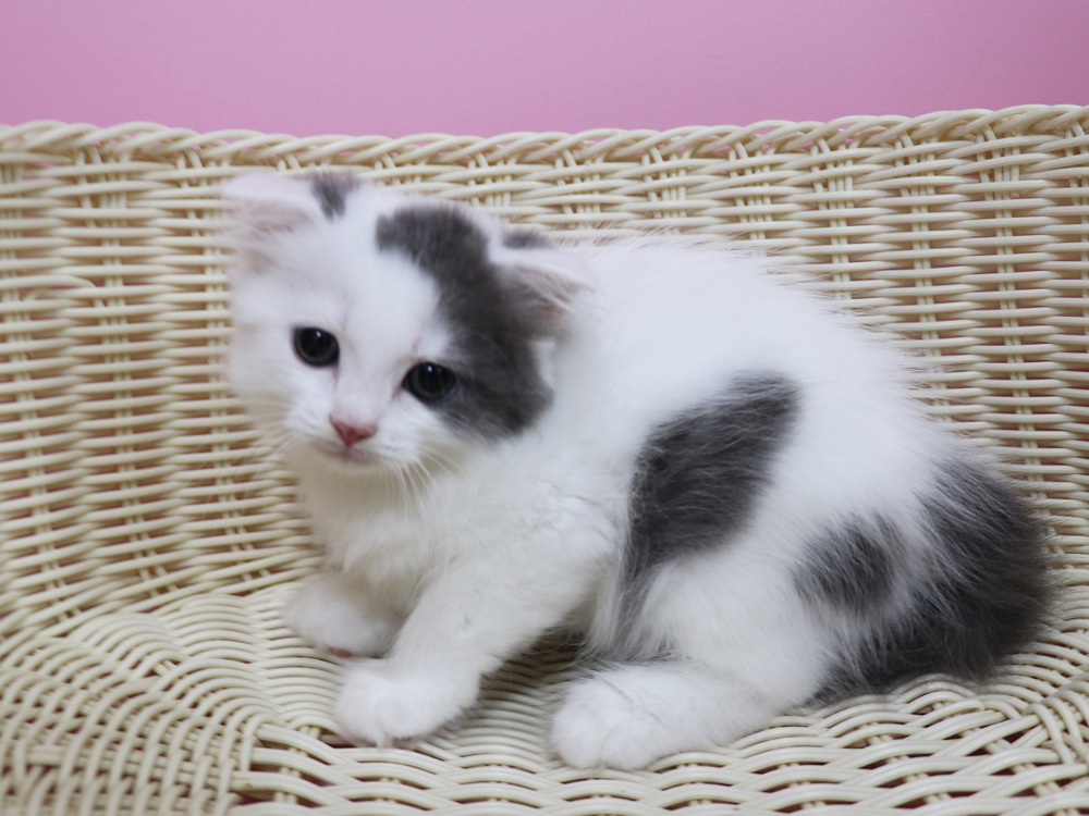 スコティッシュフォールドの子猫画像