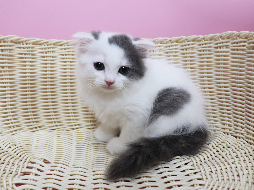 スコティッシュフォールドの子猫画像