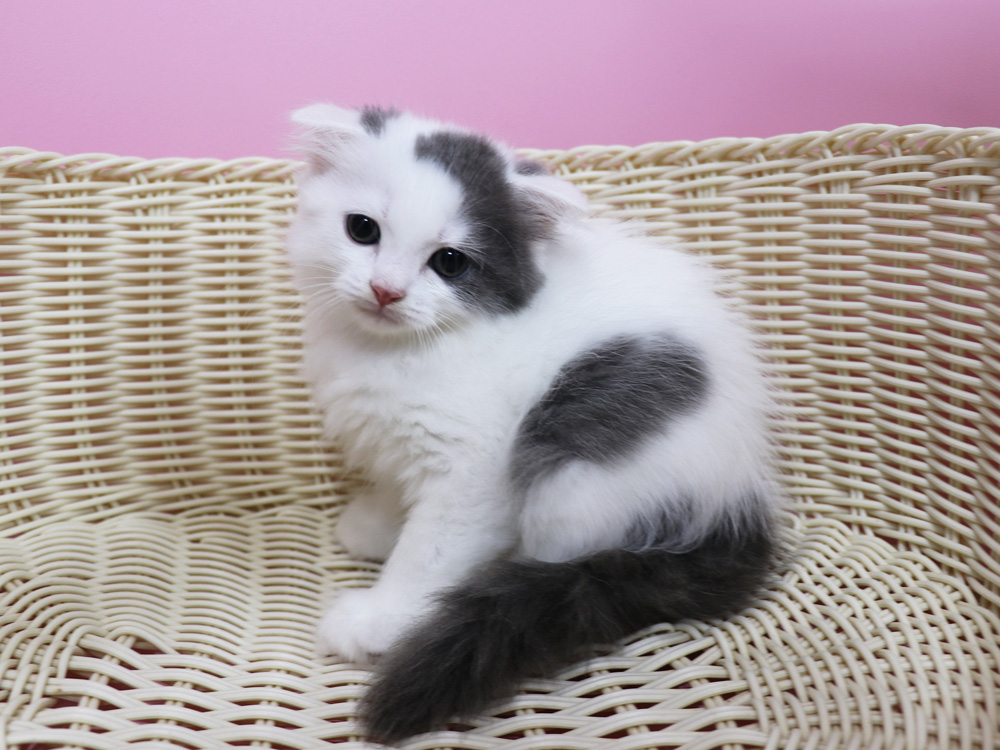 スコティッシュフォールドの子猫画像