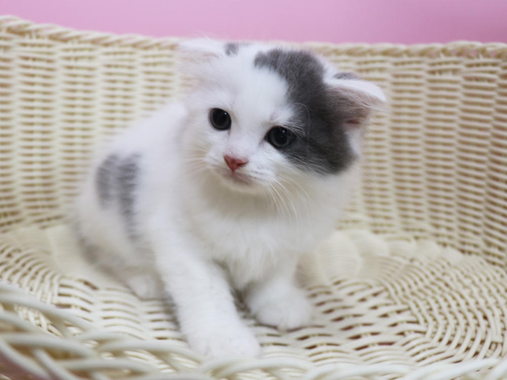 スコティッシュフォールドの子猫画像