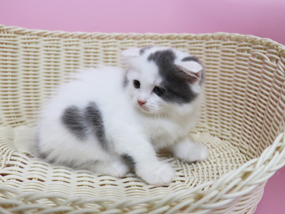 スコティッシュフォールドの子猫画像