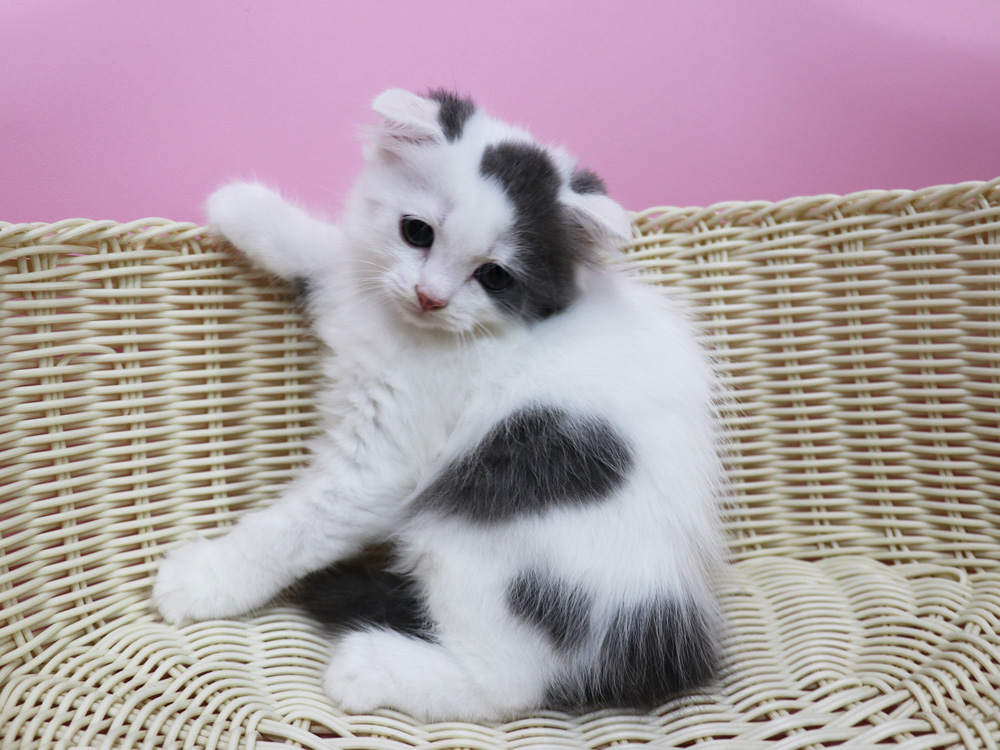 スコティッシュフォールドの子猫画像