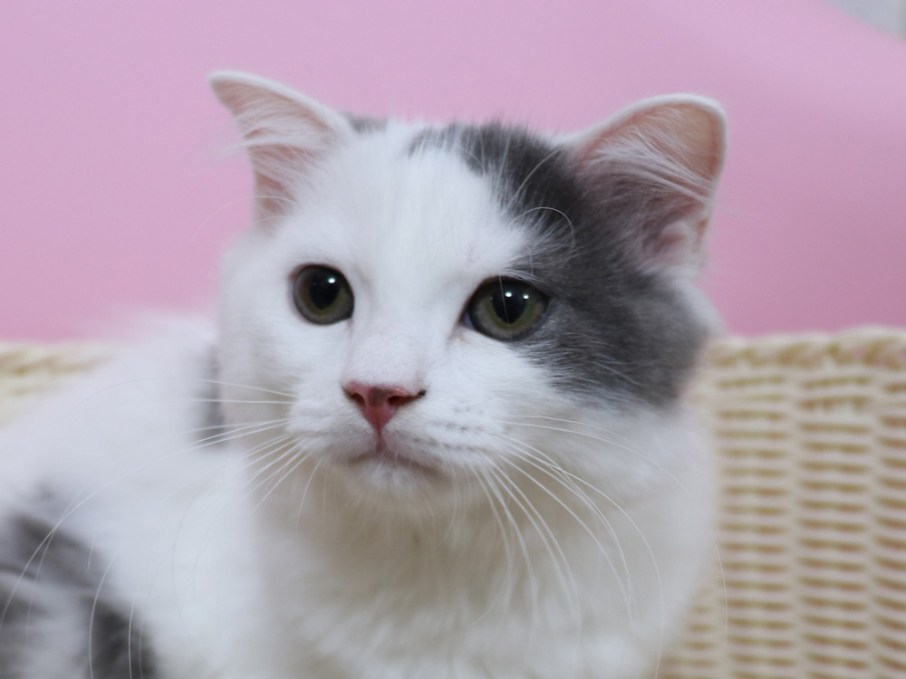 スコティッシュフォールドの子猫画像