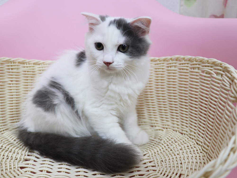 スコティッシュフォールドの子猫画像