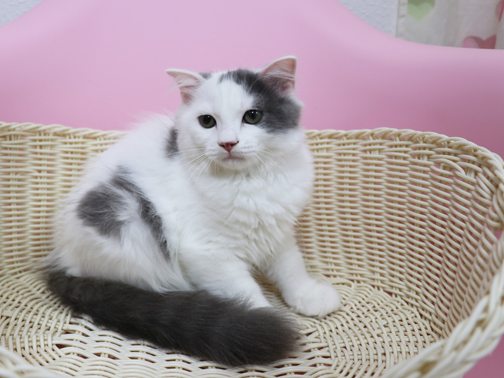 スコティッシュフォールドの子猫画像