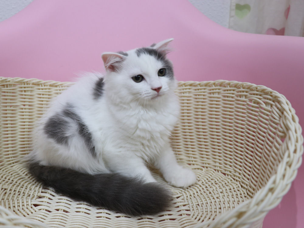 スコティッシュフォールドの子猫画像