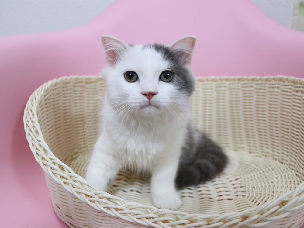 スコティッシュフォールドの子猫画像