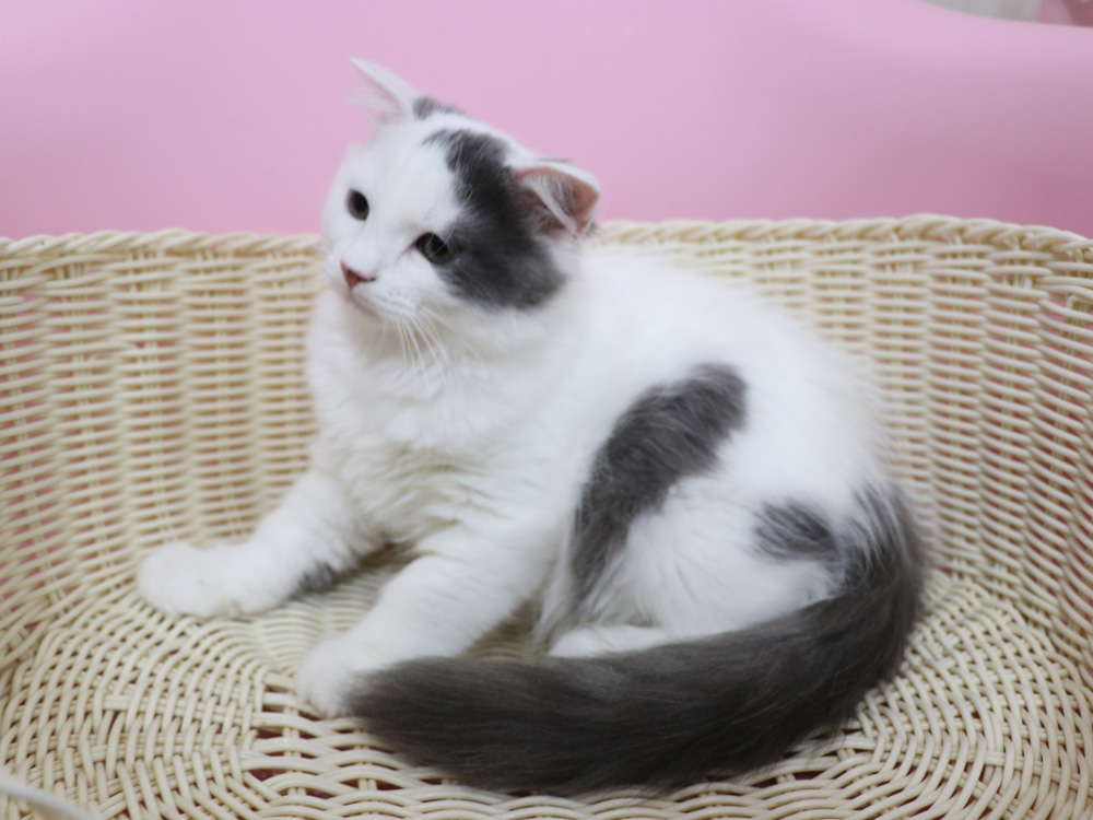 スコティッシュフォールドの子猫画像