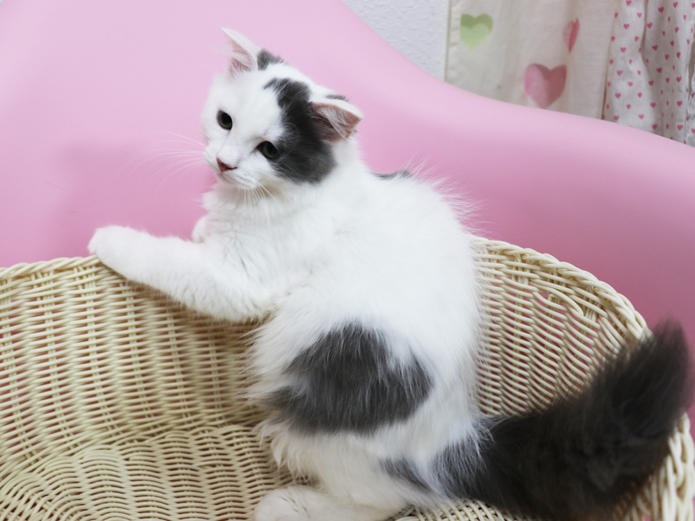 スコティッシュフォールドの子猫画像