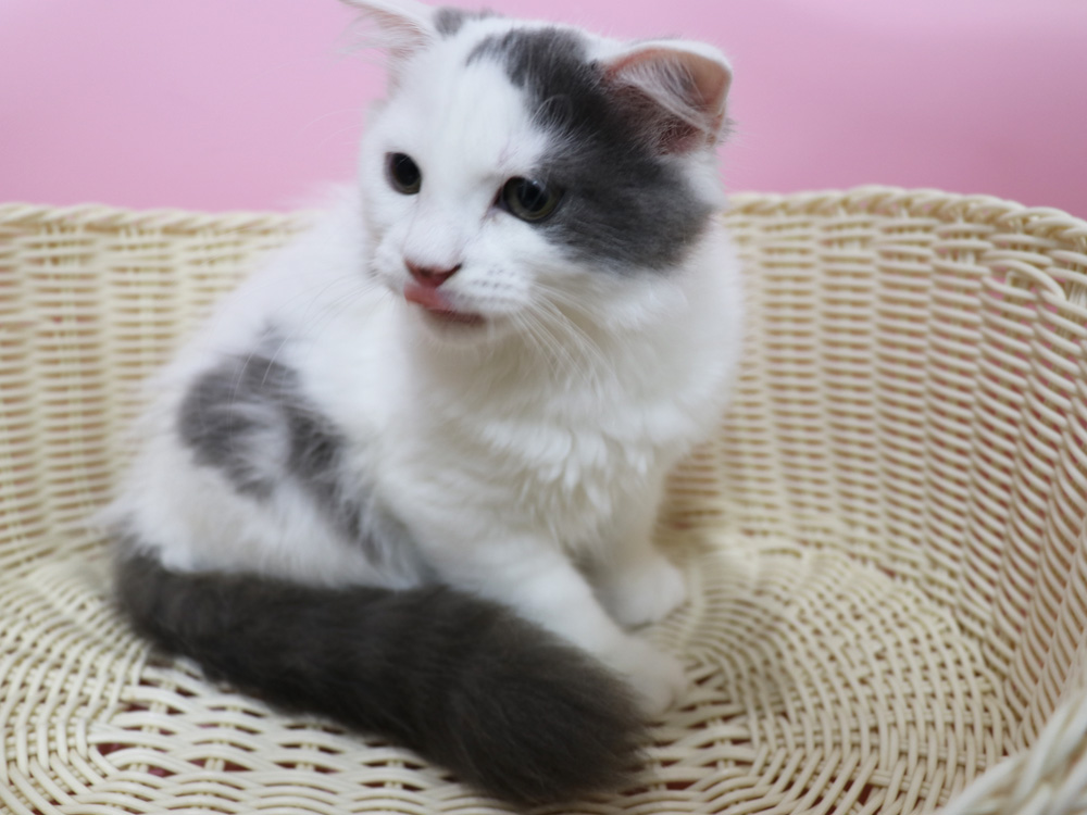 スコティッシュフォールドの子猫画像