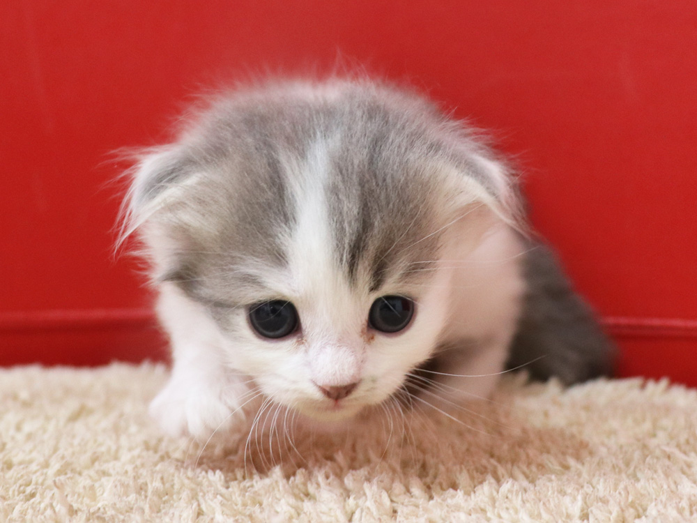 スコティッシュフォールドの子猫画像
