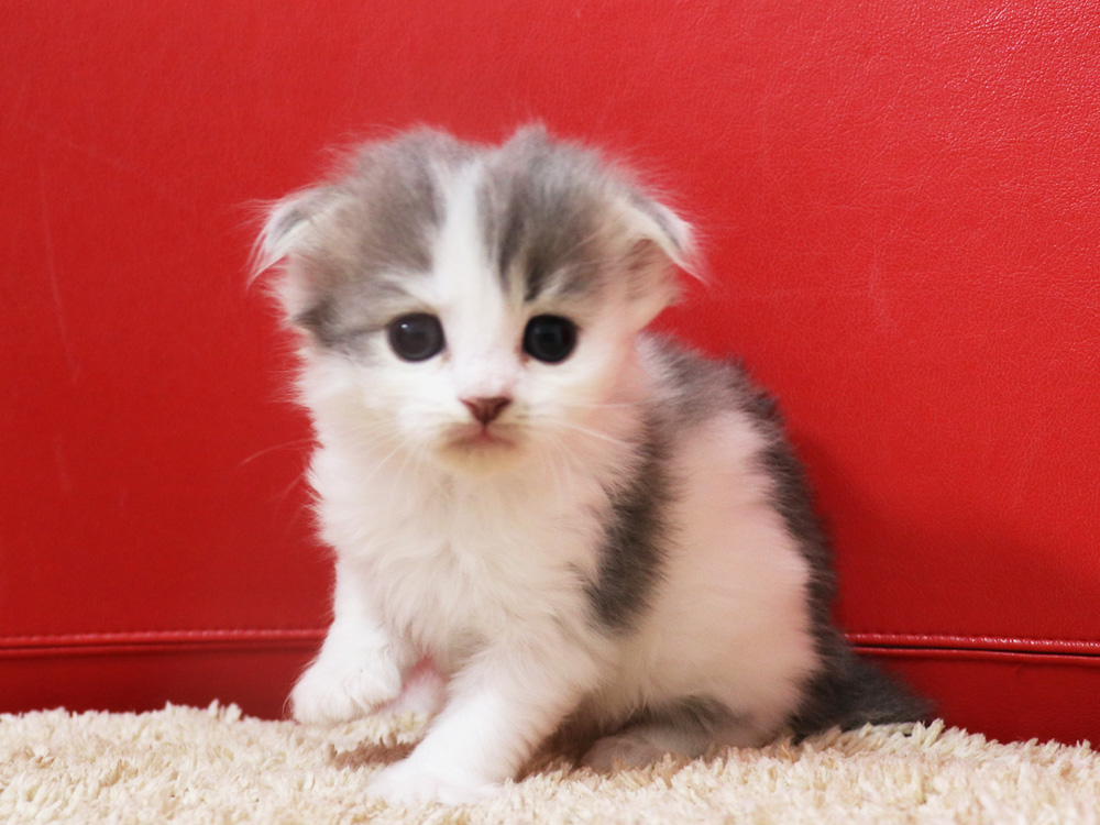 スコティッシュフォールドの子猫画像