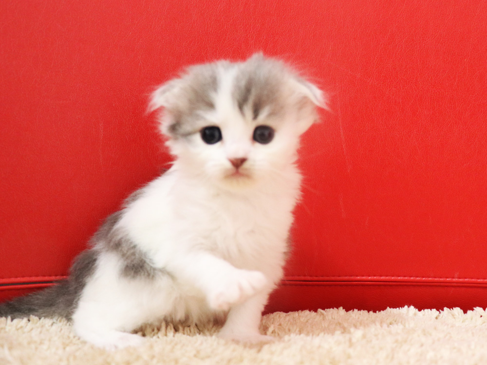 スコティッシュフォールドの子猫画像