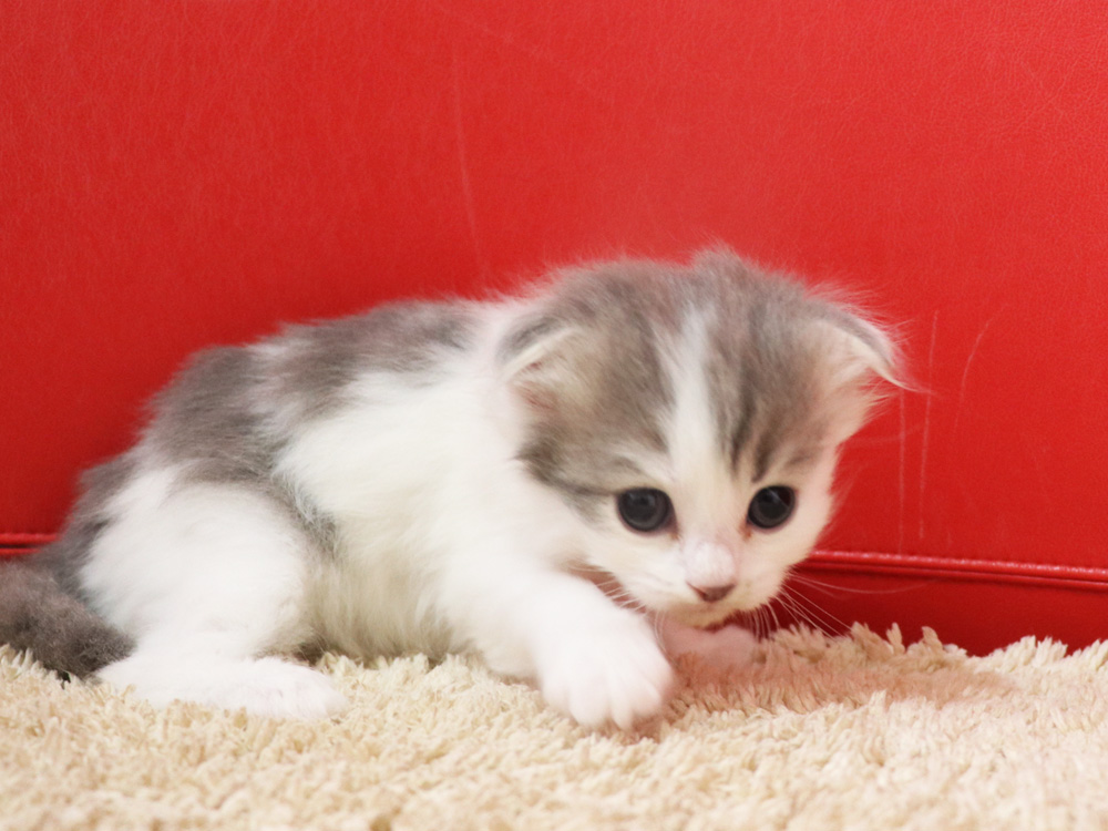 スコティッシュフォールドの子猫画像