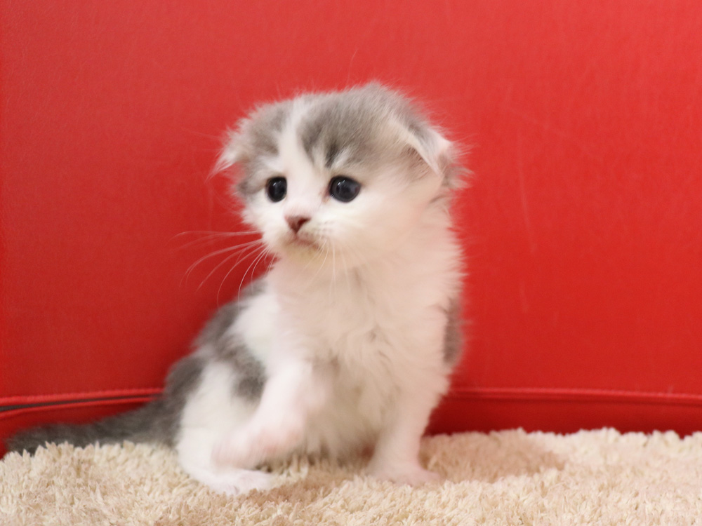 スコティッシュフォールドの子猫画像