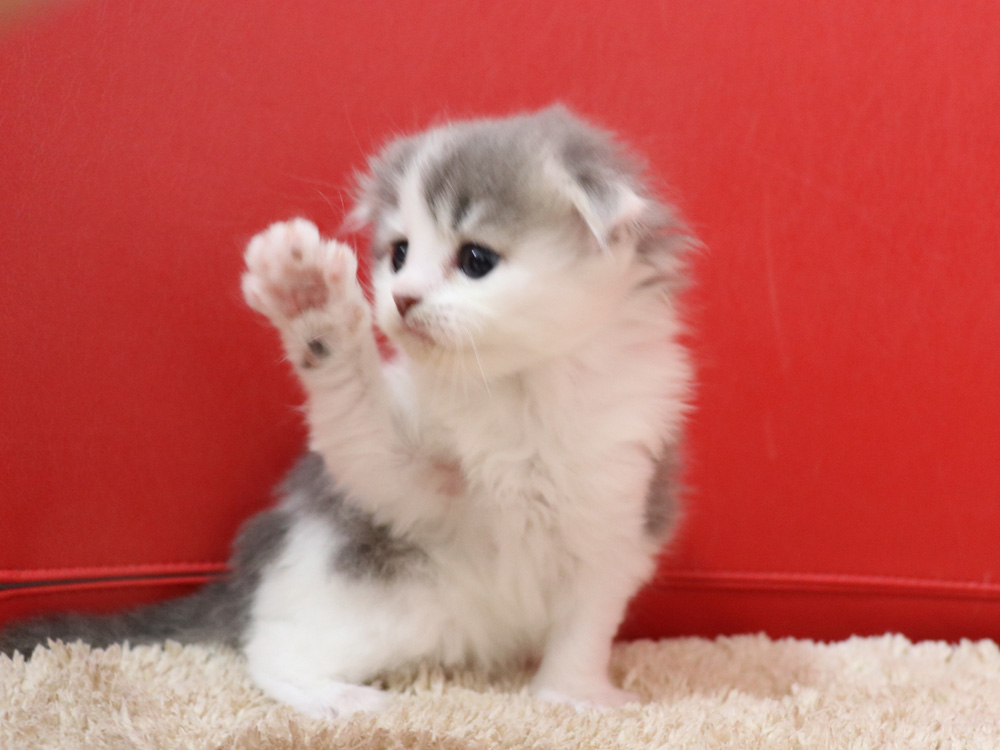 スコティッシュフォールドの子猫画像