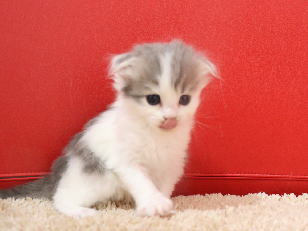 スコティッシュフォールドの子猫画像
