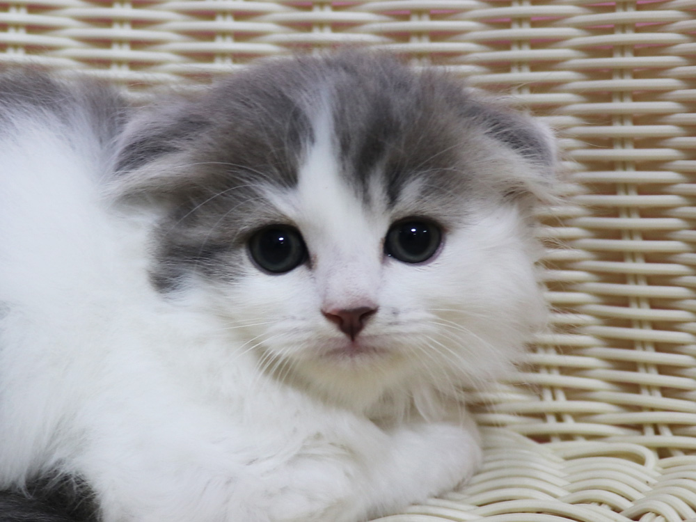 スコティッシュフォールドの子猫画像