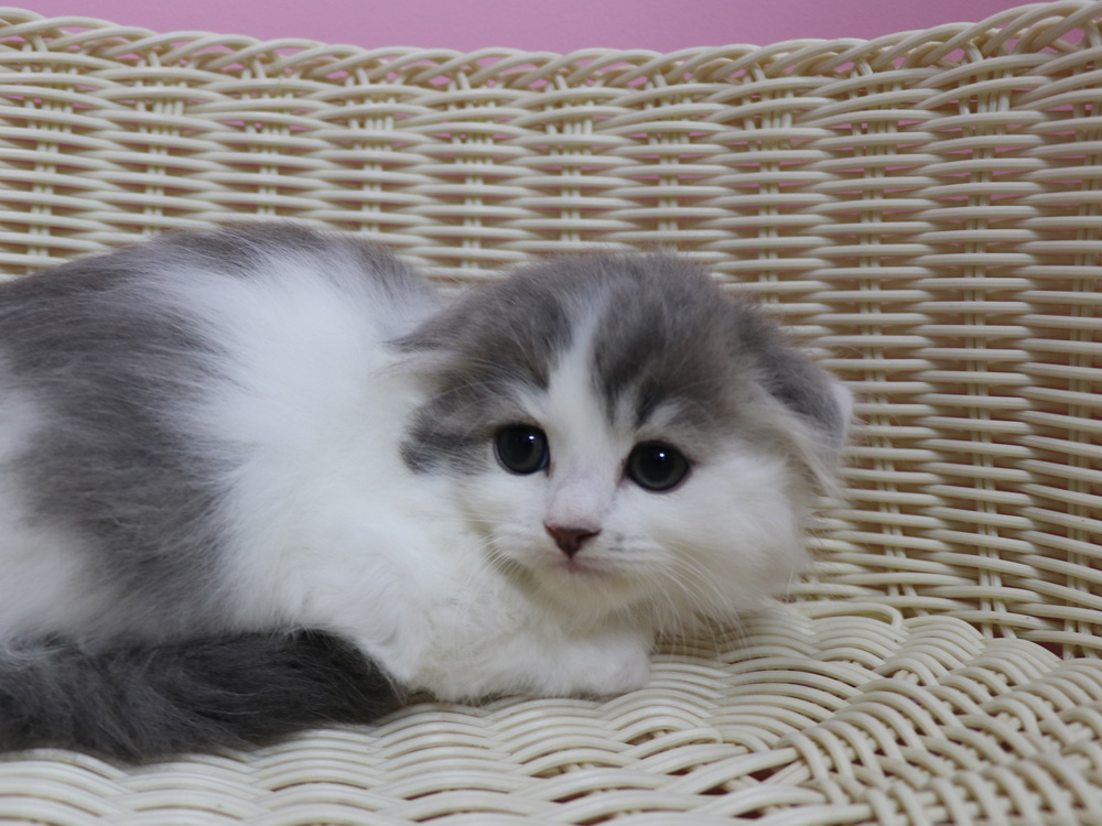 スコティッシュフォールドの子猫画像