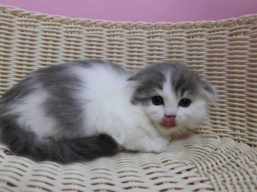 スコティッシュフォールドの子猫画像