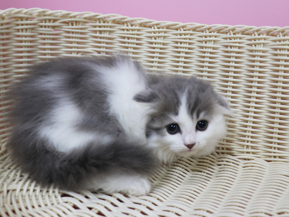 スコティッシュフォールドの子猫画像