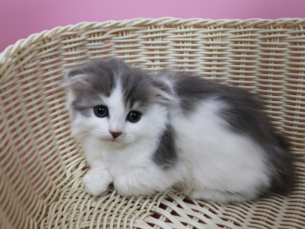 スコティッシュフォールドの子猫画像