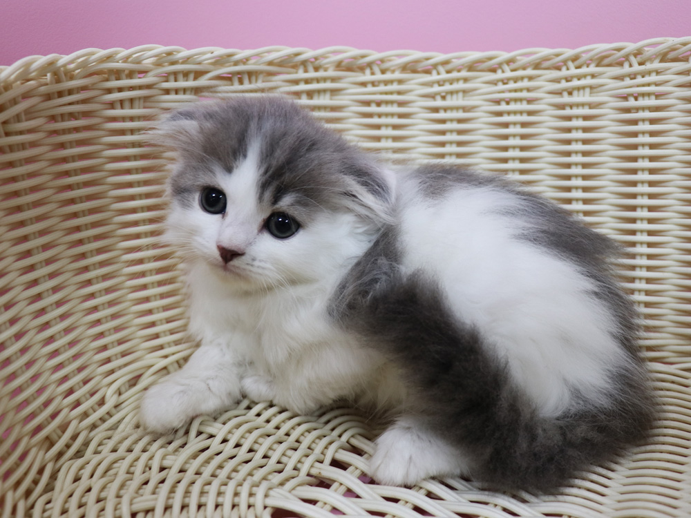 スコティッシュフォールドの子猫画像