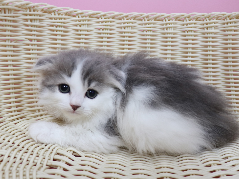 スコティッシュフォールドの子猫画像