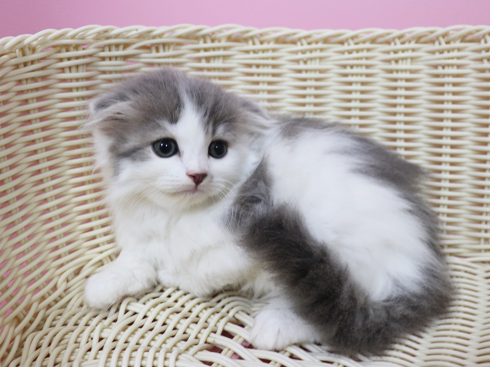 スコティッシュフォールドの子猫画像