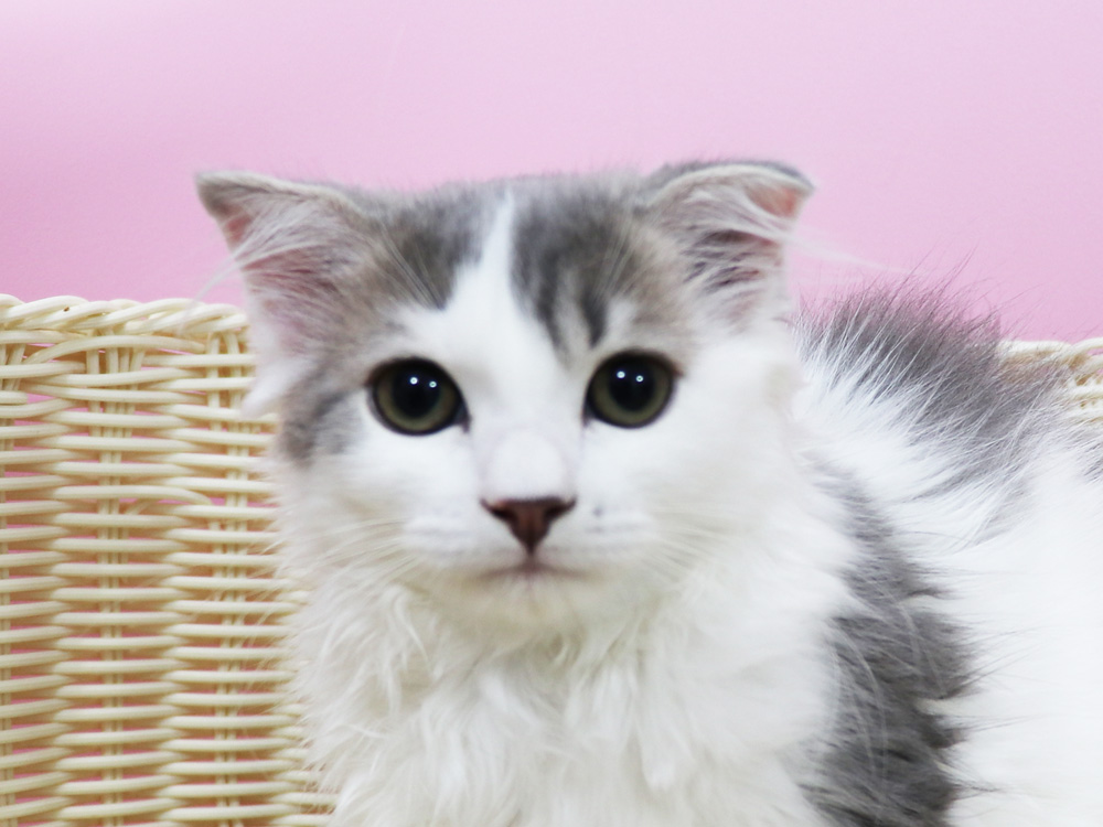 スコティッシュフォールドの子猫画像
