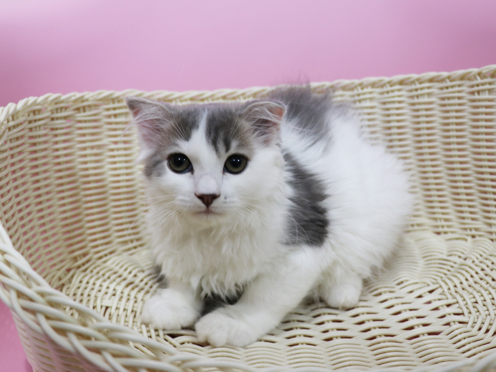 スコティッシュフォールドの子猫画像