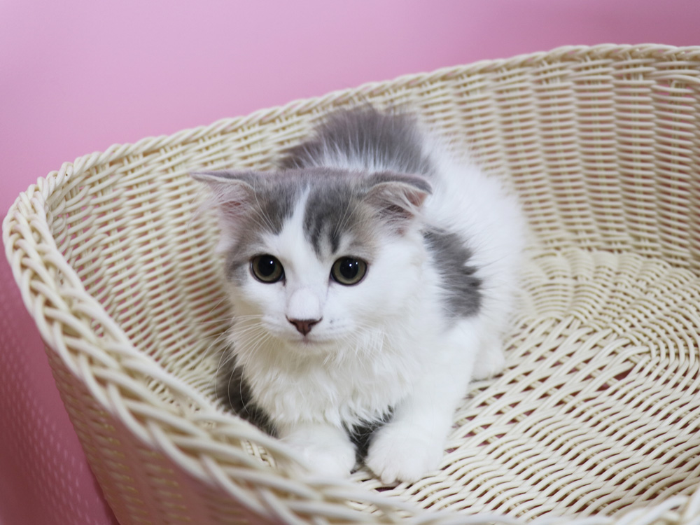 スコティッシュフォールドの子猫画像
