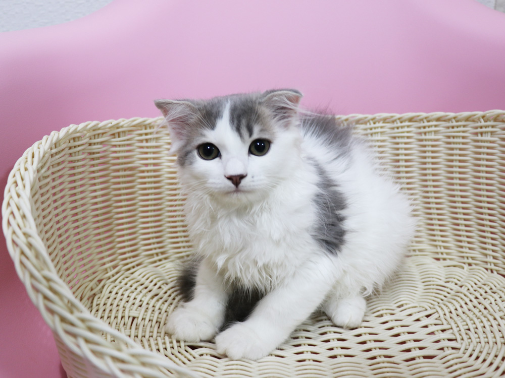 スコティッシュフォールドの子猫画像