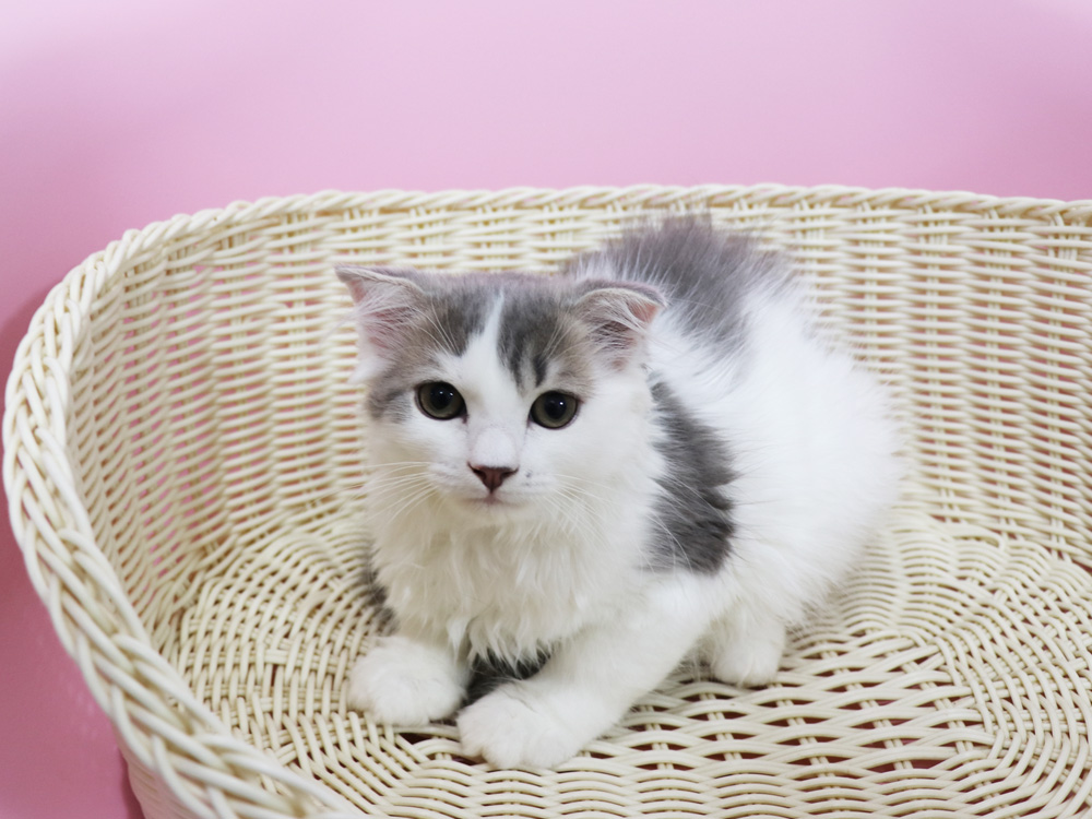 スコティッシュフォールドの子猫画像