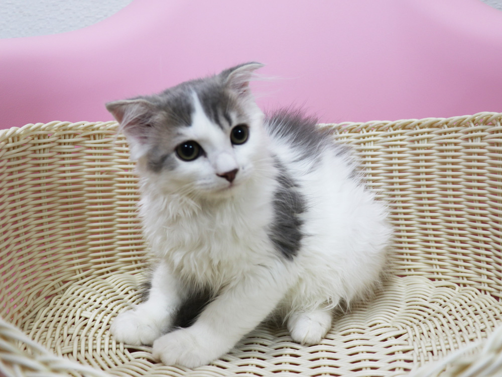 スコティッシュフォールドの子猫画像