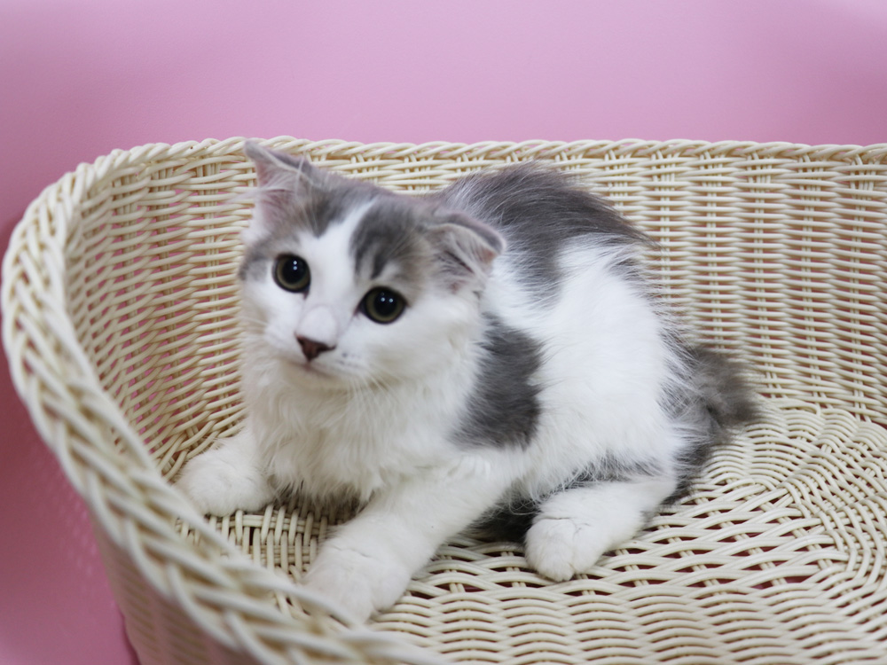 スコティッシュフォールドの子猫画像