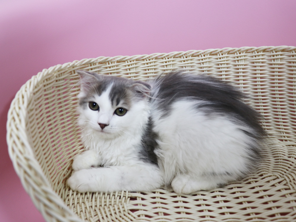 スコティッシュフォールドの子猫画像