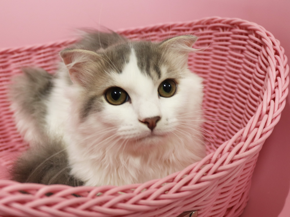 スコティッシュフォールドの子猫画像