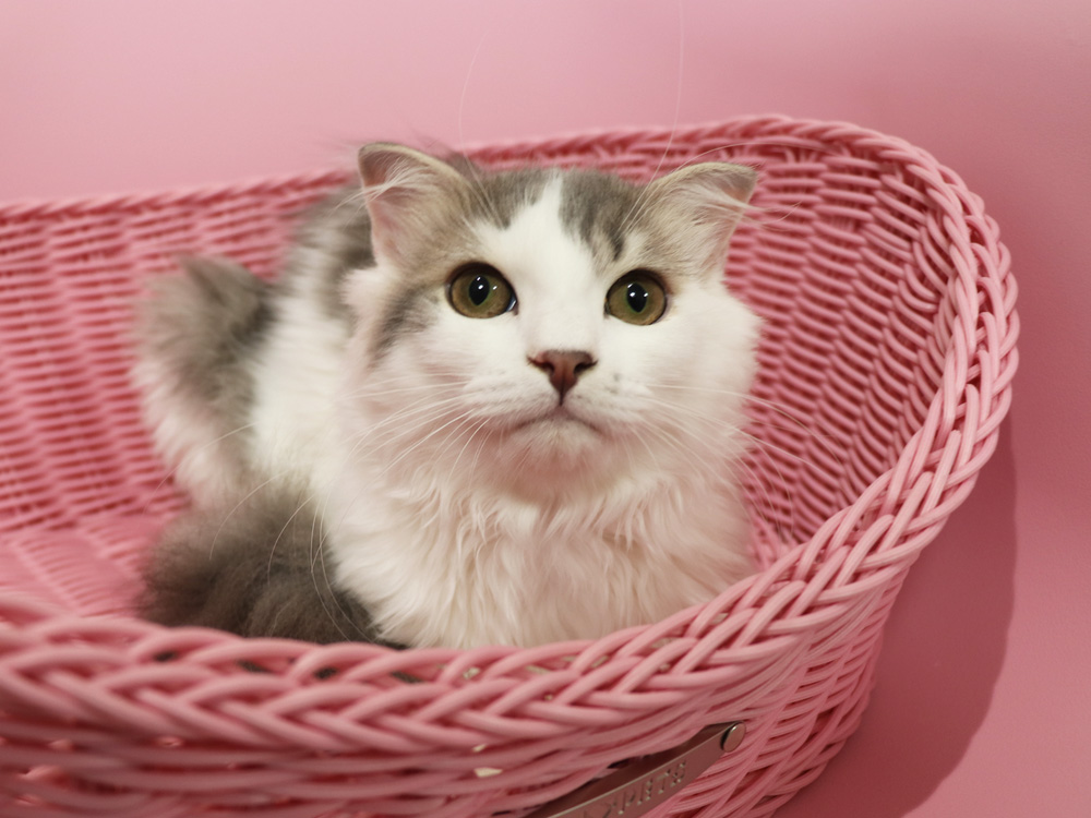 スコティッシュフォールドの子猫画像