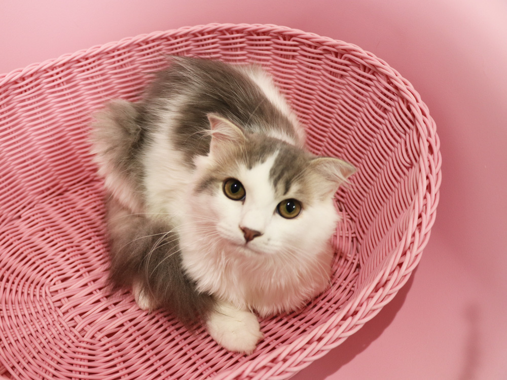 スコティッシュフォールドの子猫画像