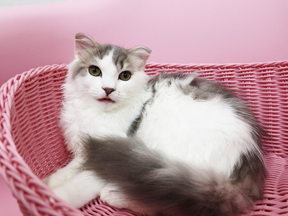 スコティッシュフォールドの子猫画像