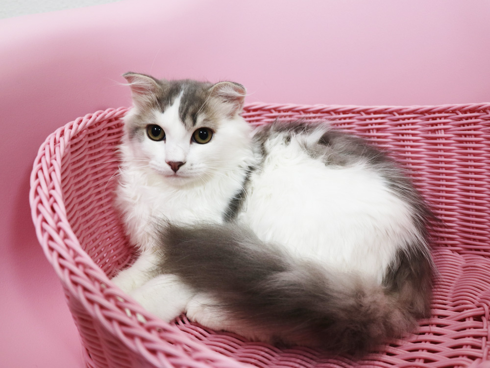 スコティッシュフォールドの子猫画像