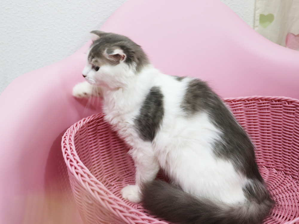 スコティッシュフォールドの子猫画像