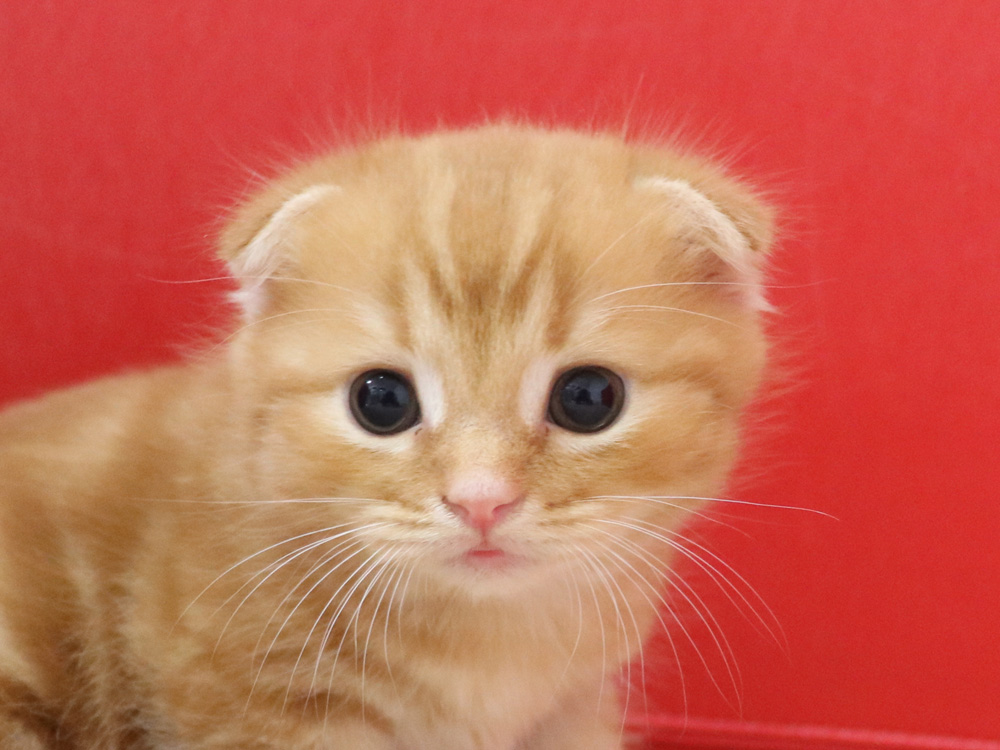 スコティッシュフォールドの子猫画像