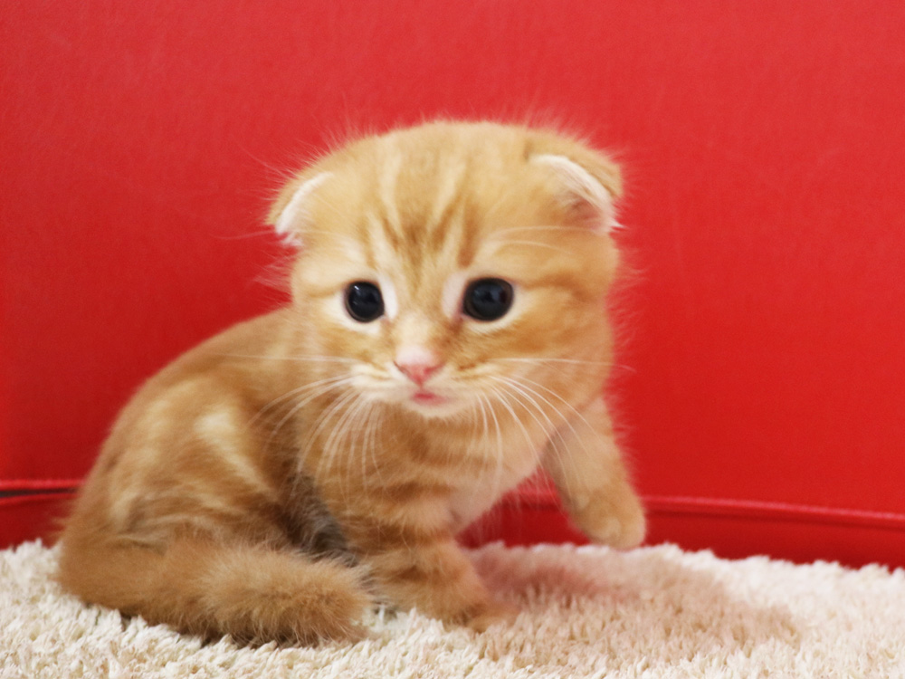 スコティッシュフォールドの子猫画像