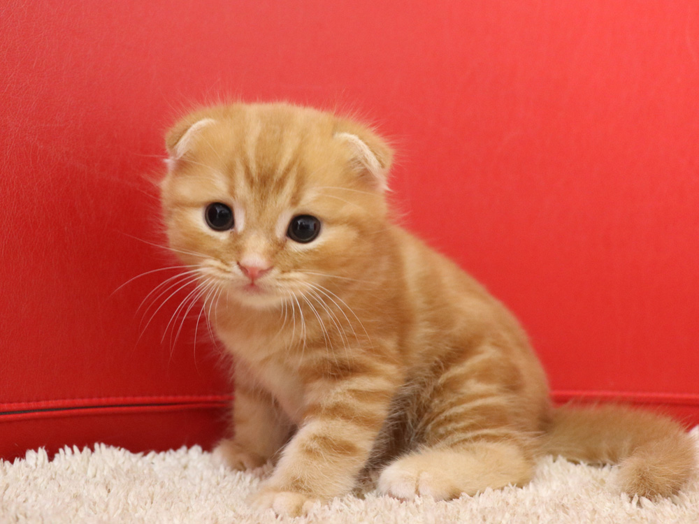 スコティッシュフォールドの子猫画像