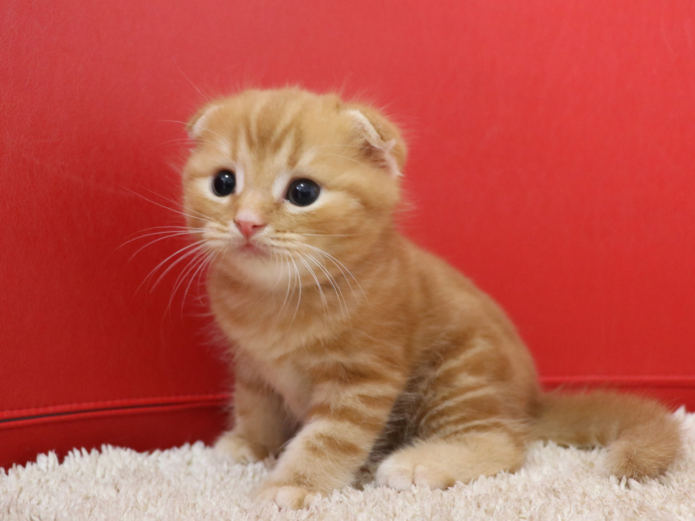 スコティッシュフォールドの子猫画像