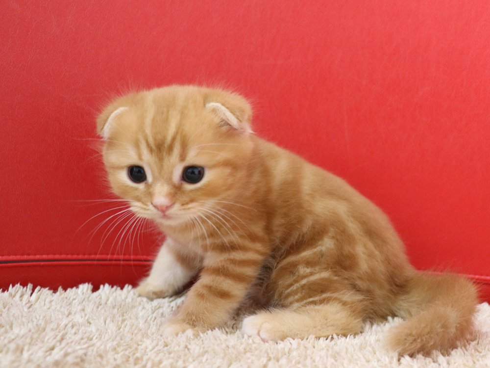 スコティッシュフォールドの子猫画像